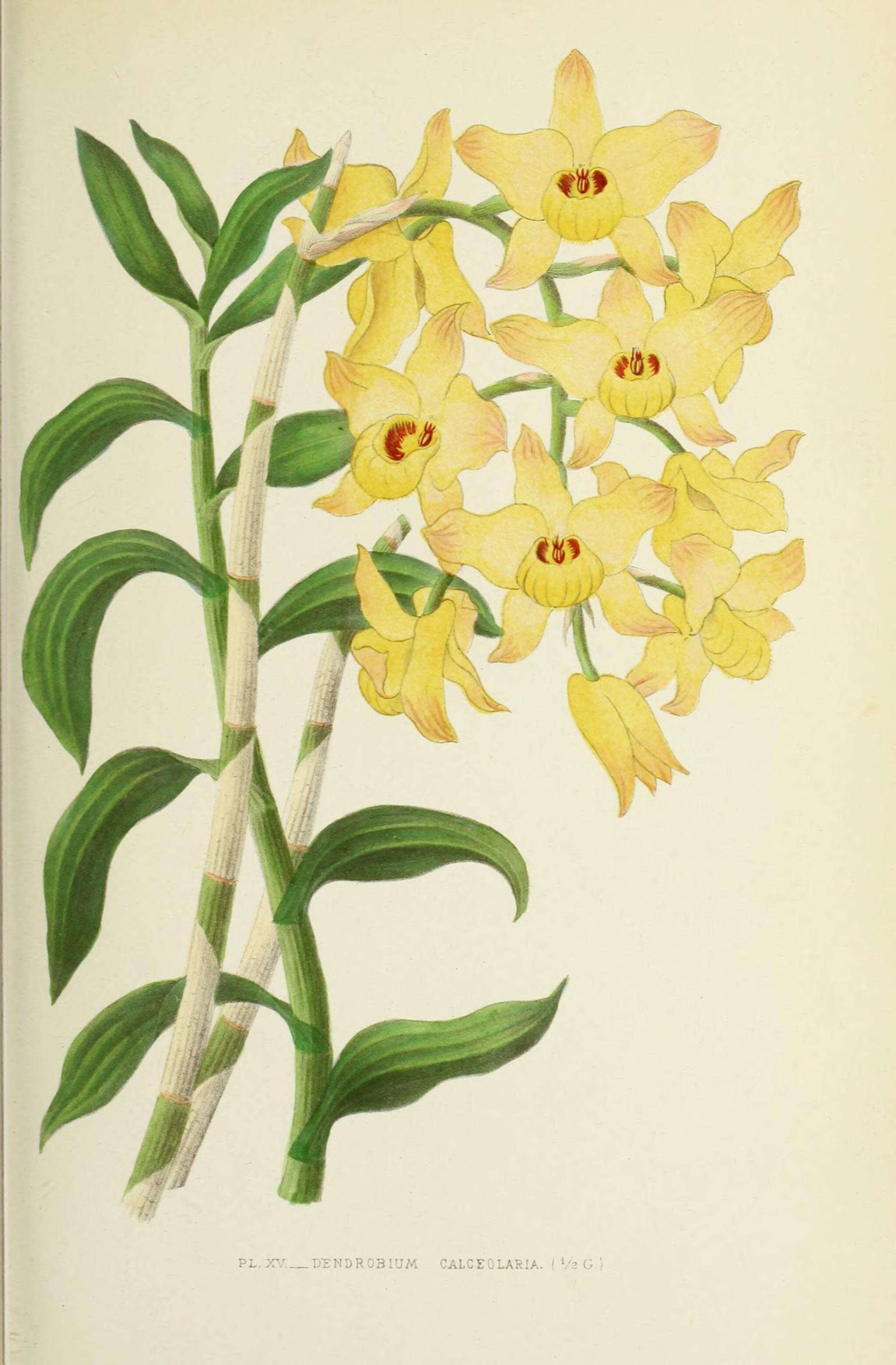 Imagem de Dendrobium moschatum (Banks) Sw.