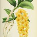 Image of Dendrobium guibertii Carrière