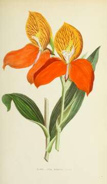 Image of Red Disa