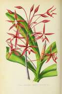 Image of Epidendrum friderici-guilielmi Rchb. fil. & Warsz.