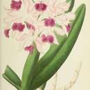 Image of Cattleya elegans C. Morren