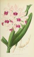 Image of Cattleya elegans C. Morren