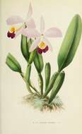 Image of Cattleya wallisii (Linden) Rollisson