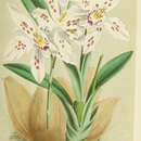 Image of Oncidium leeanum (Rchb. fil.) M. W. Chase & N. H. Williams