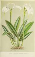 Image of Masdevallia tovarensis Rchb. fil.
