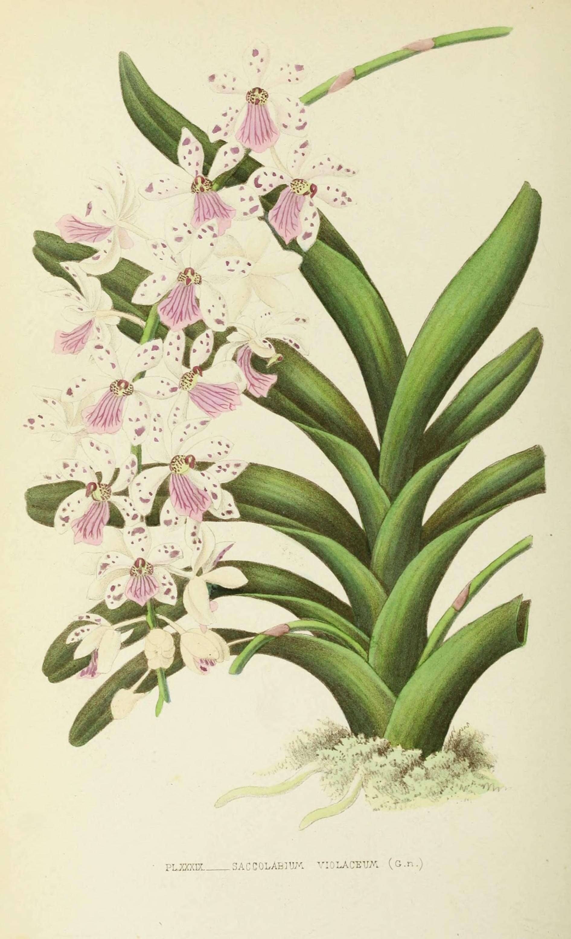 Слика од Rhynchostylis retusa (L.) Blume