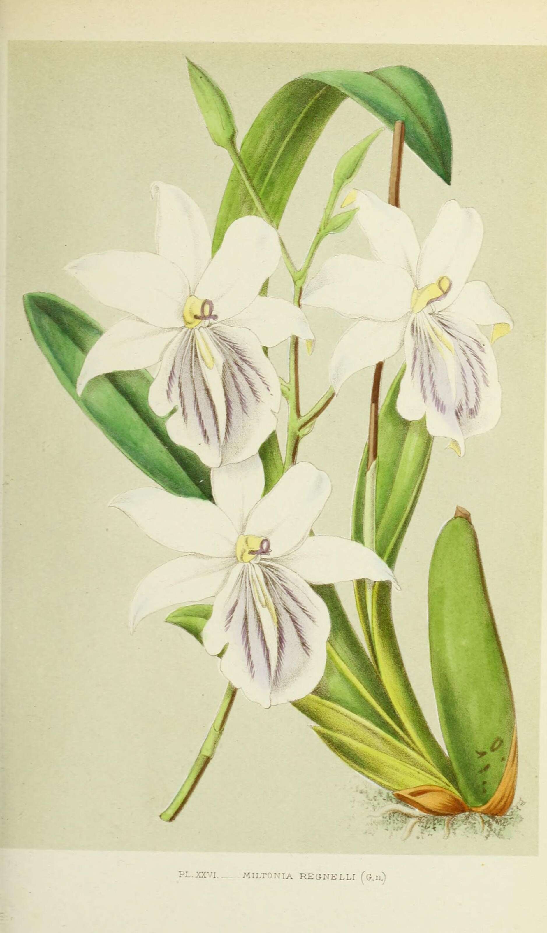 Image of Regnell's Miltonia