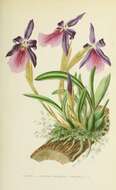 Image of Miltonia moreliana A. Rich.