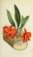 Image of Scarlet Cattleya