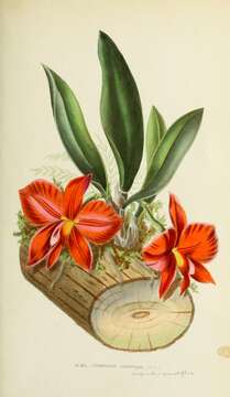 Image of Scarlet Cattleya