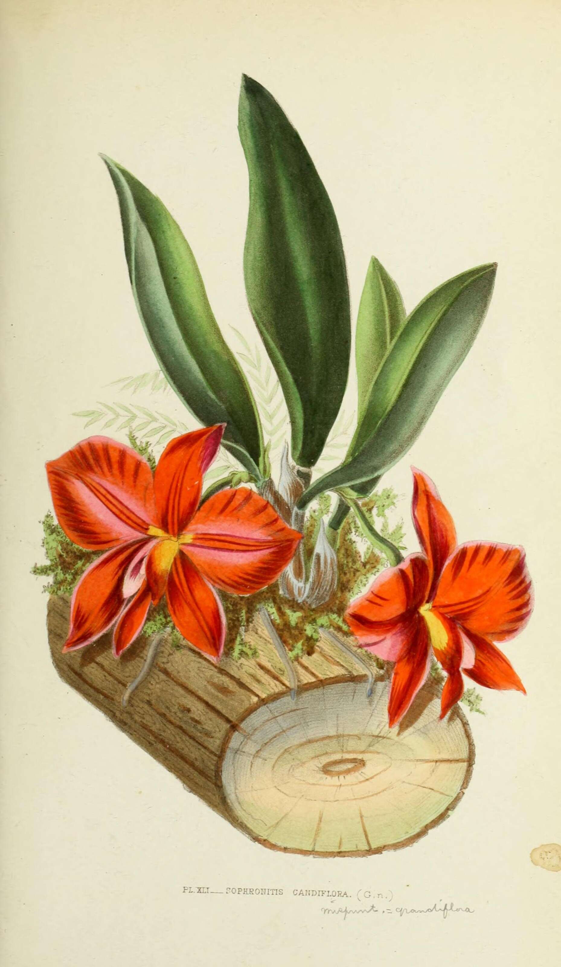 Image of Scarlet Cattleya