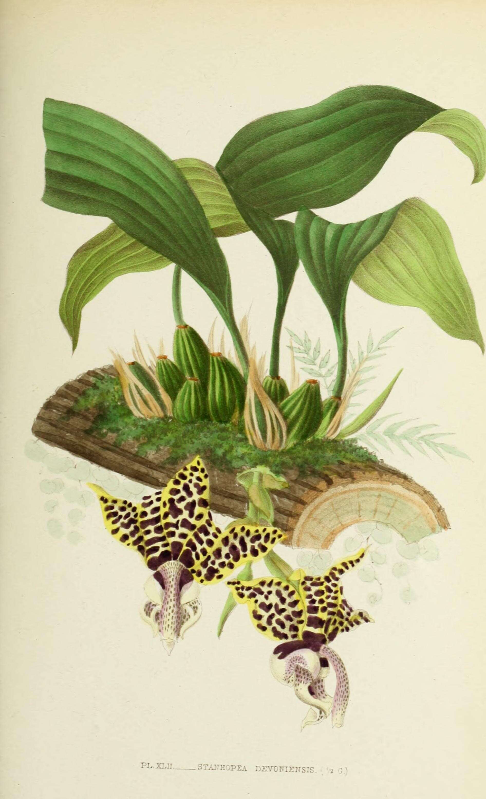 Image of Stanhopea hernandezii (Kunth) Schltr.