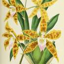 Image of Oncidium spectatissimum (Lindl.) M. W. Chase & N. H. Williams