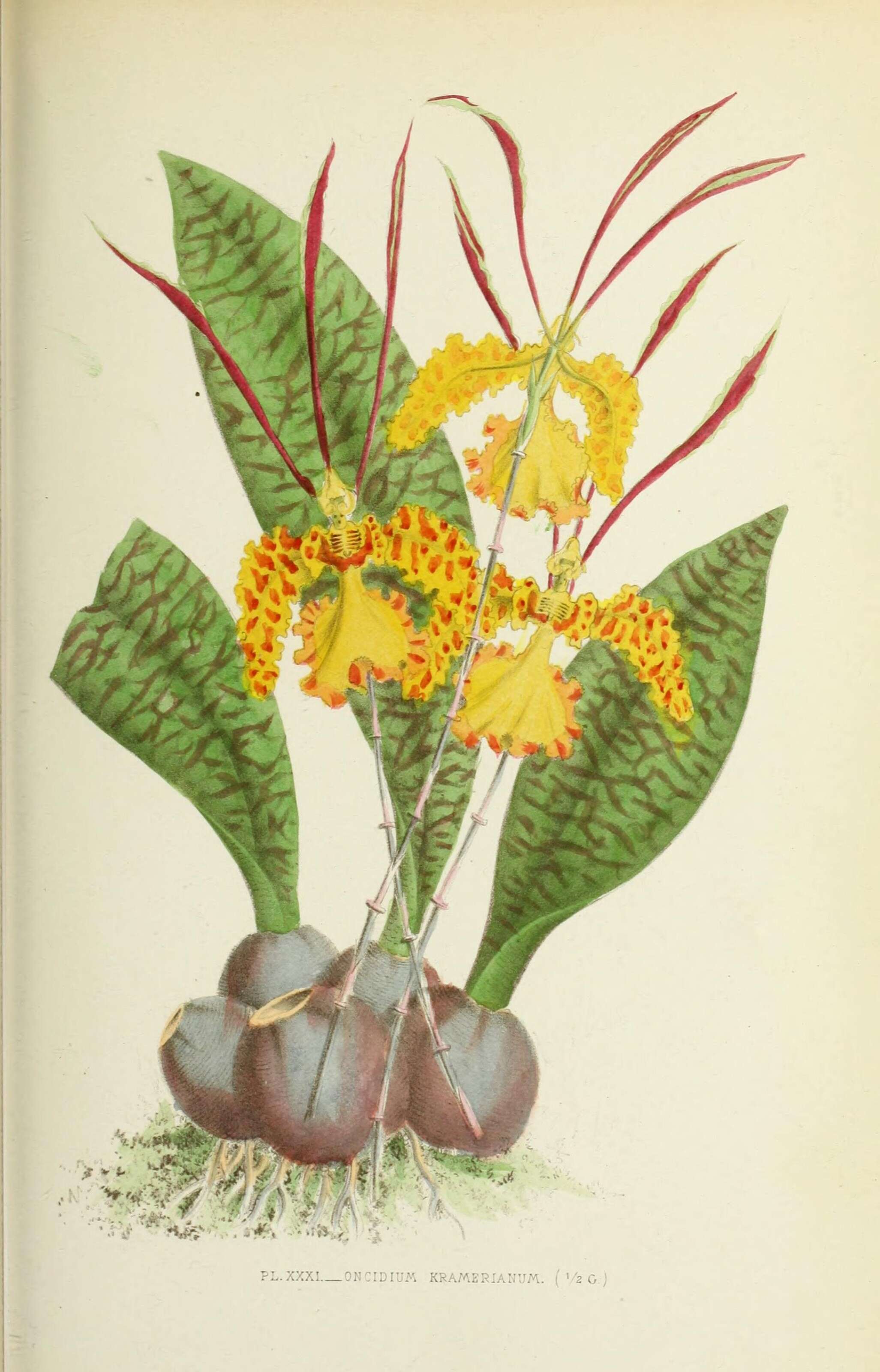 Image of Psychopsis krameriana (Rchb. fil.) H. G. Jones