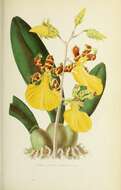 Image of Trichocentrum splendidum (A. Rich. ex Duch.) M. W. Chase & N. H. Williams