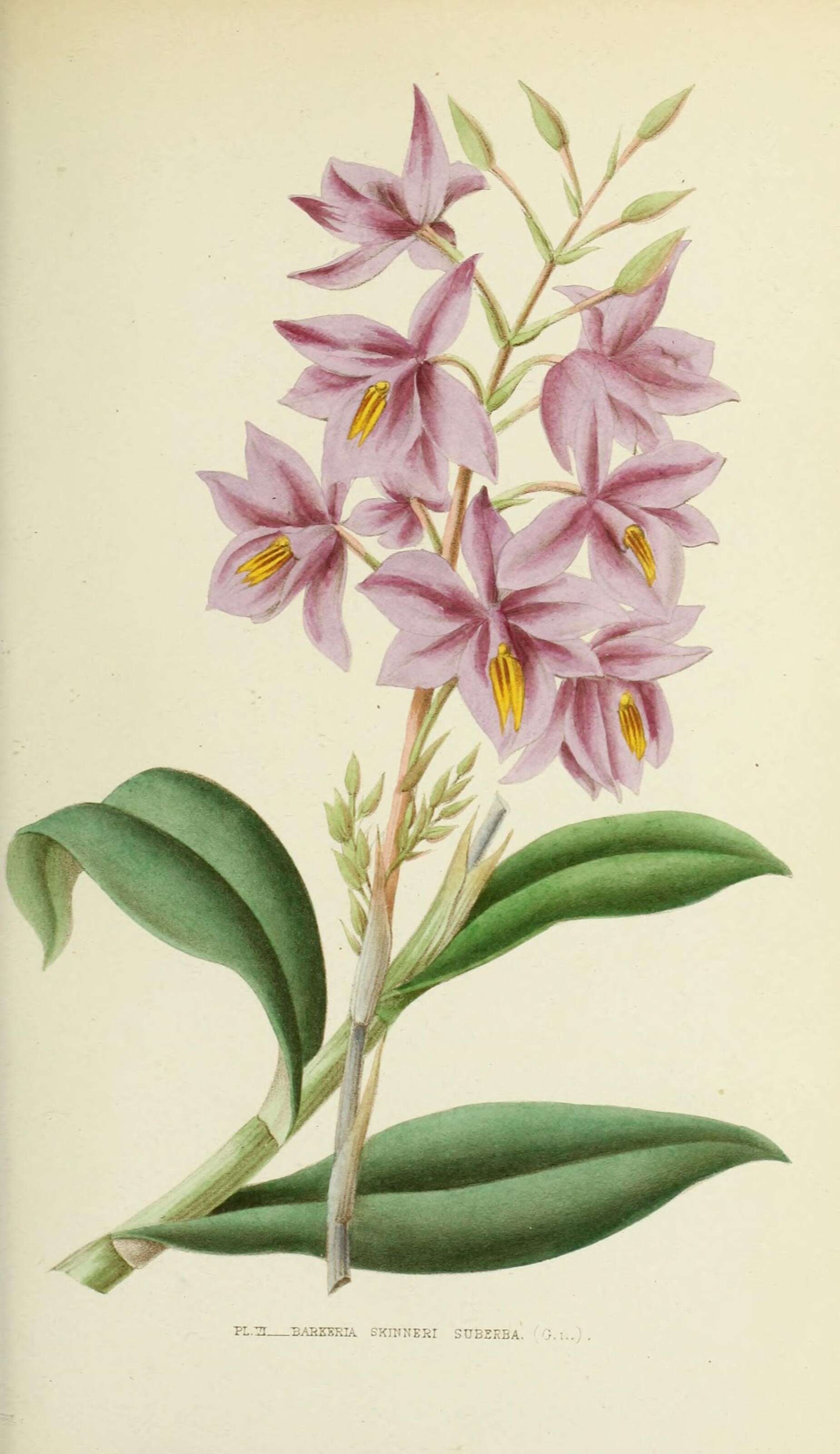 Image of Barkeria skinneri (Bateman ex Lindl.) Paxton