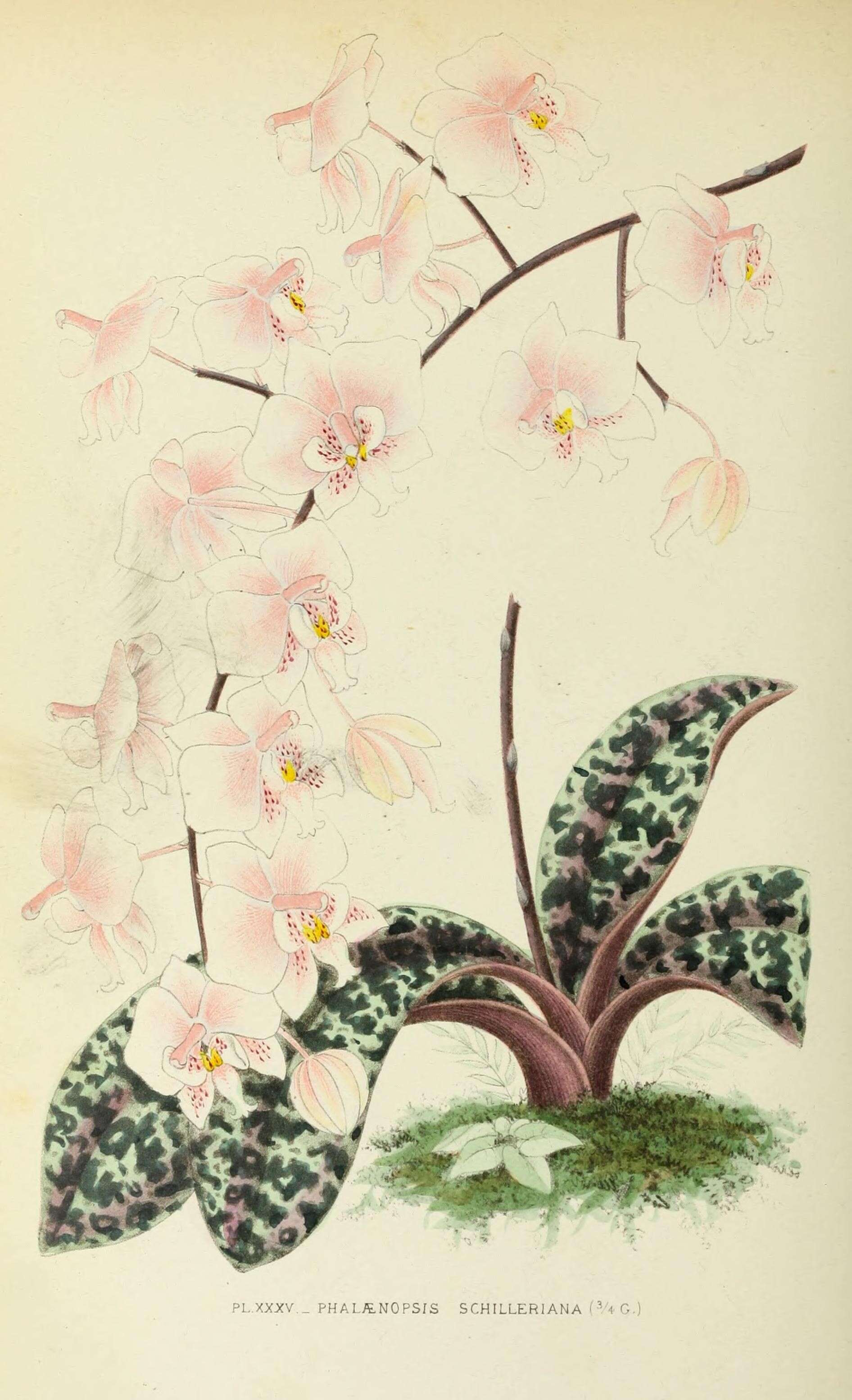 Image of Moth Orchid