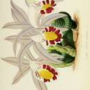 Imagem de Pleione lagenaria Lindl. & Paxton