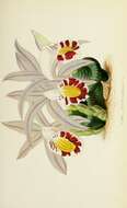 Image of Pleione lagenaria Lindl. & Paxton