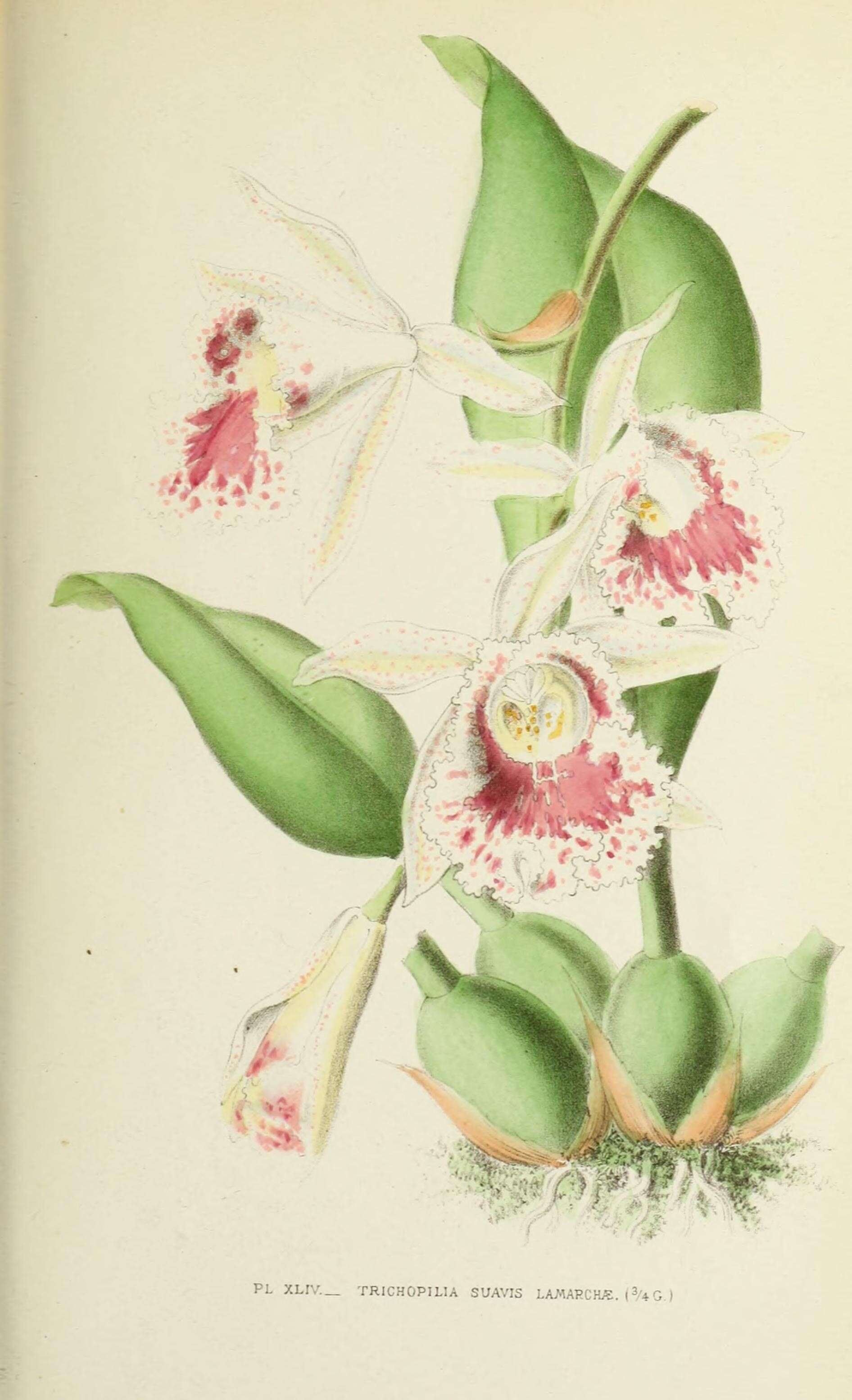 Image of Trichopilia suavis Lindl. & Paxton