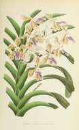 Image of Orchid