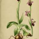 Image of <i>Ophrys</i> × <i>pseudapifera</i> Caldesi 1880