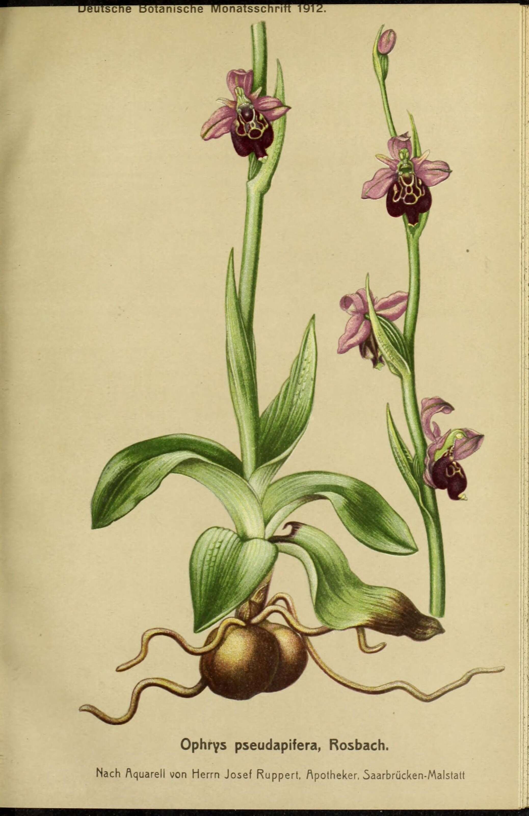 Image of <i>Ophrys</i> × <i>pseudapifera</i> Caldesi 1880