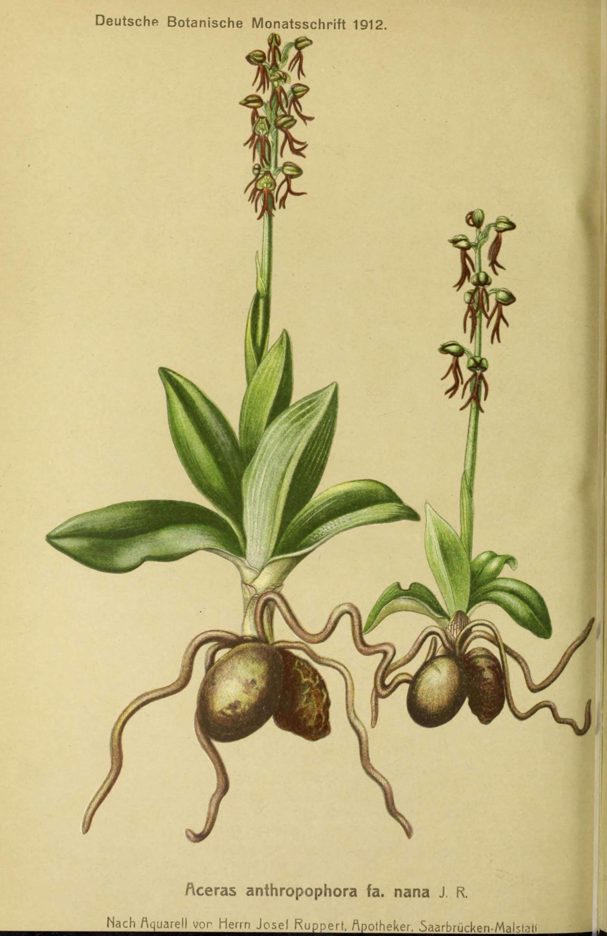 Image of ORCHIDACEAE