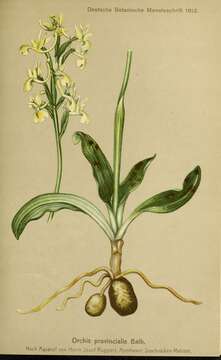 صورة Orchis provincialis Balb. ex Lam. & DC.