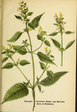 Image of Downy Hemp Nettle