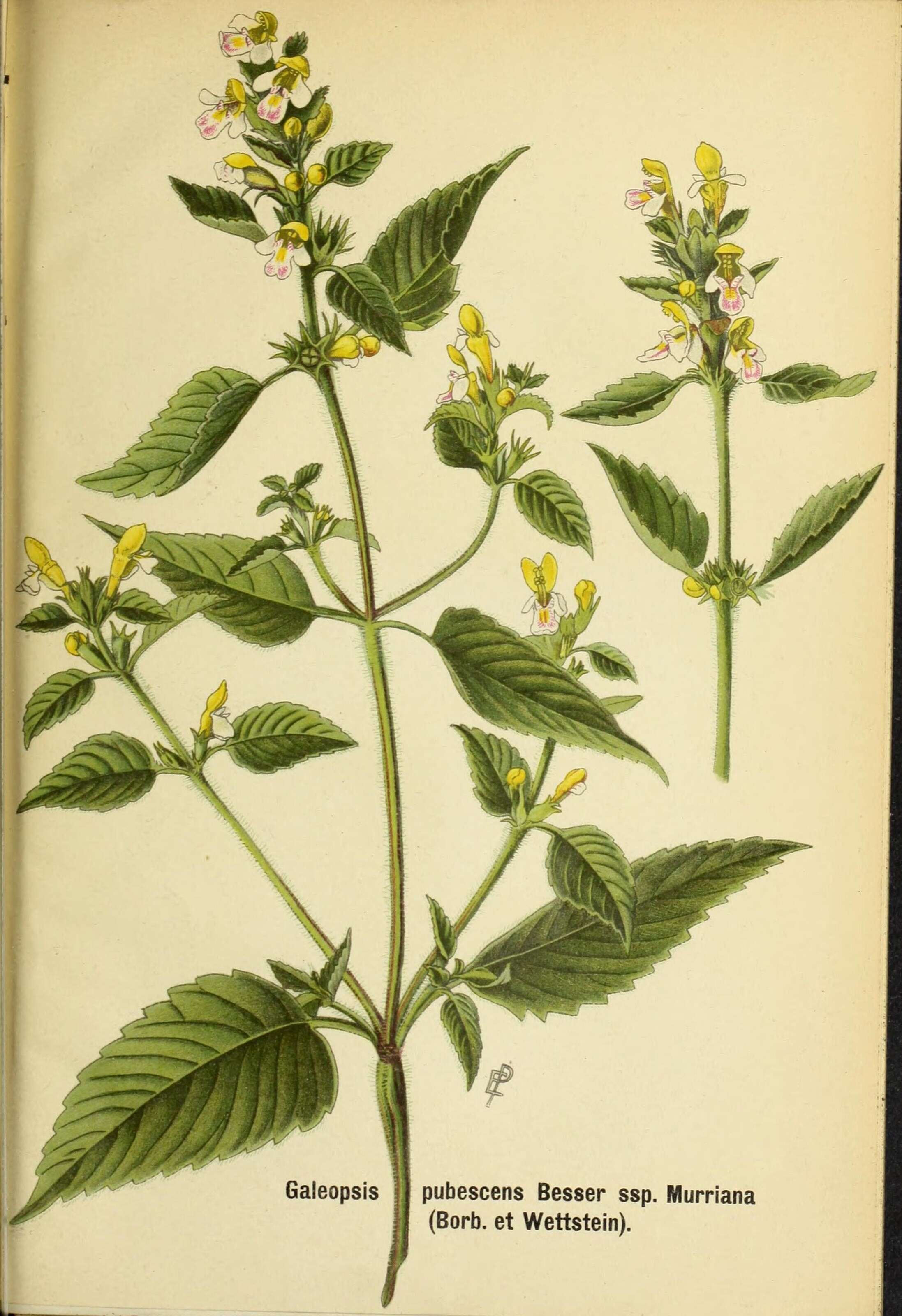 Image of Downy Hemp Nettle