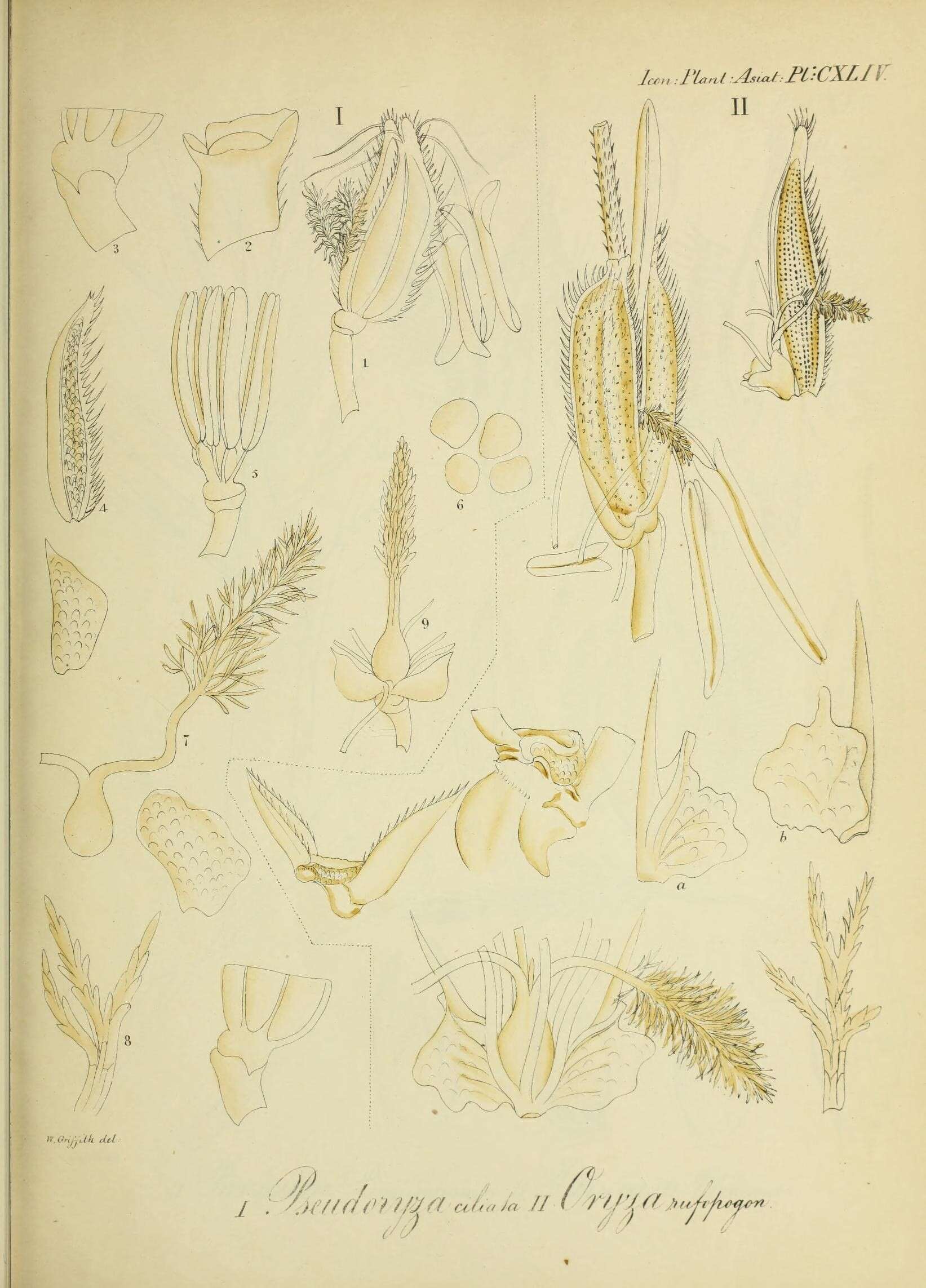 Image of southern cutgrass