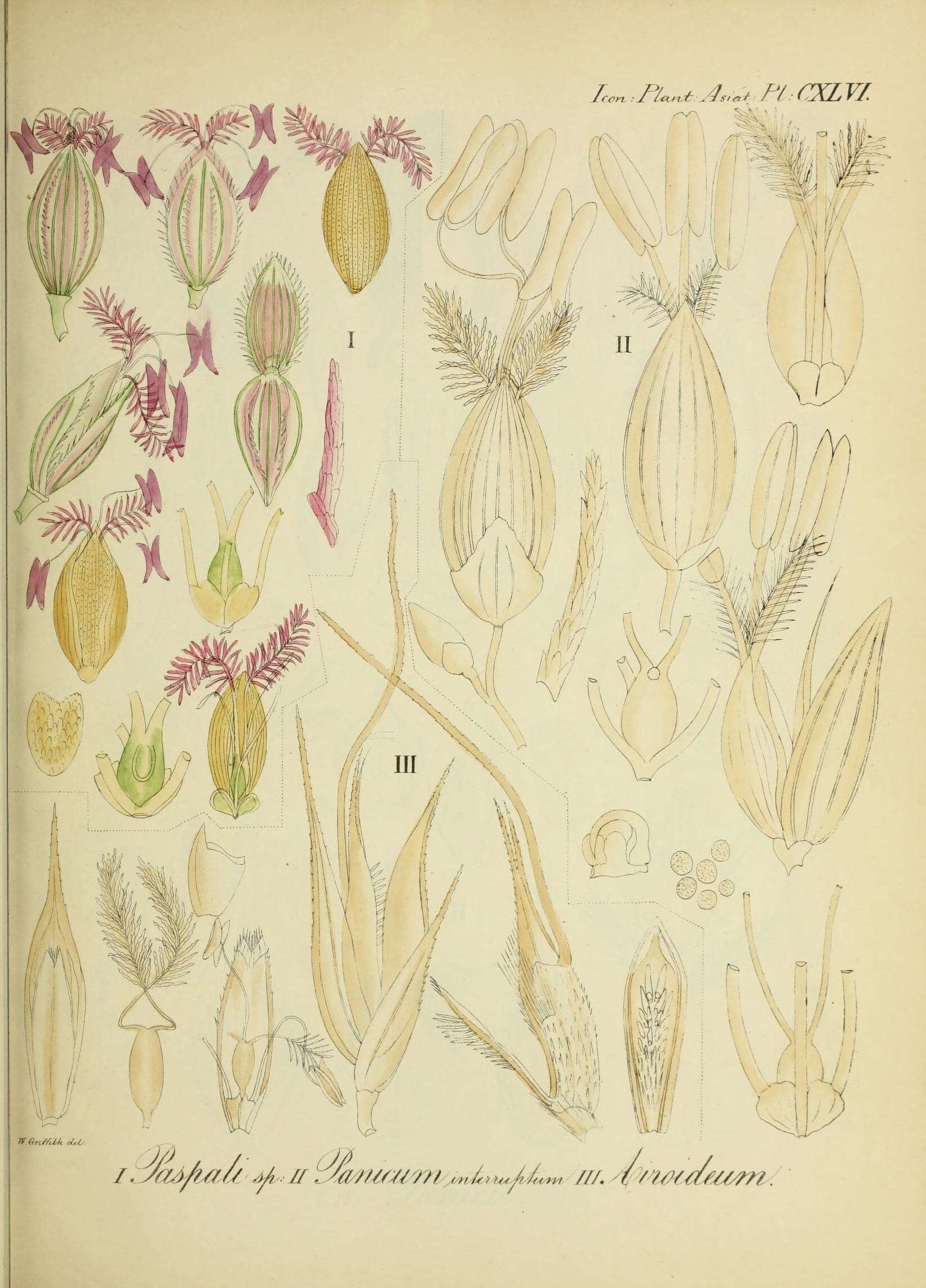 Sivun Sacciolepis interrupta (Willd.) Stapf kuva