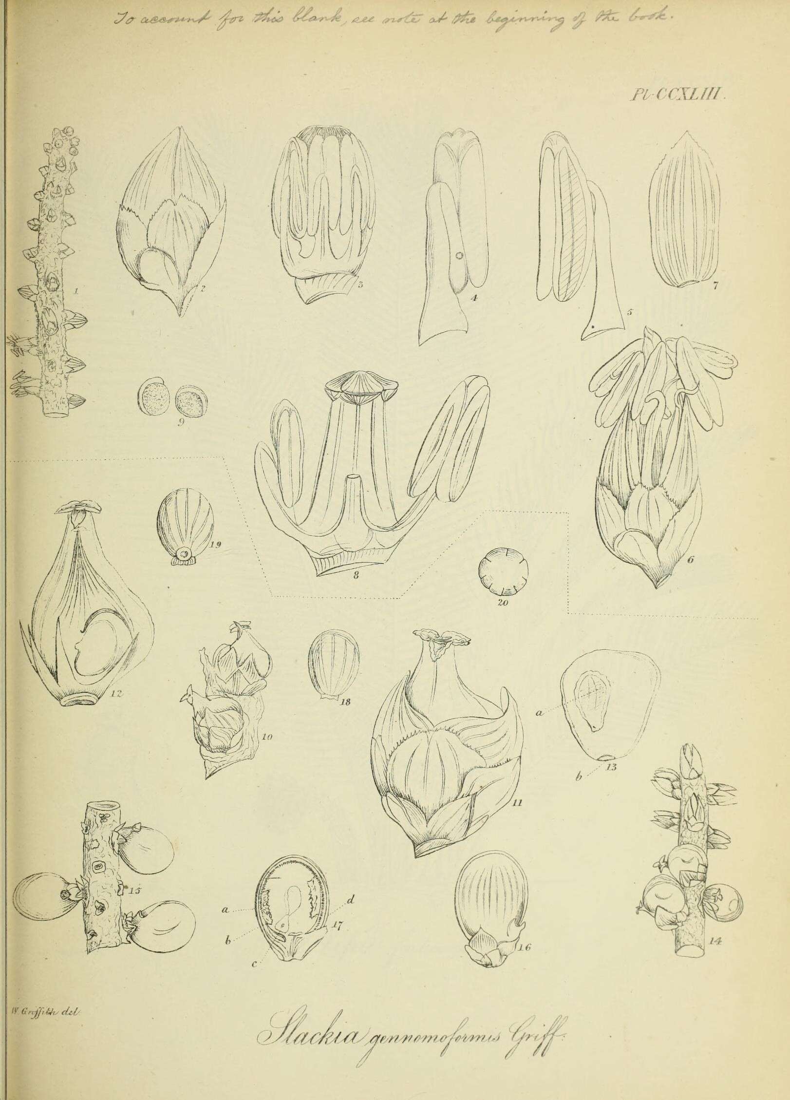 Image of Iguanura geonomiformis Mart.