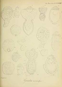 Image of Wolffia microscopica (Griff.) Kurz