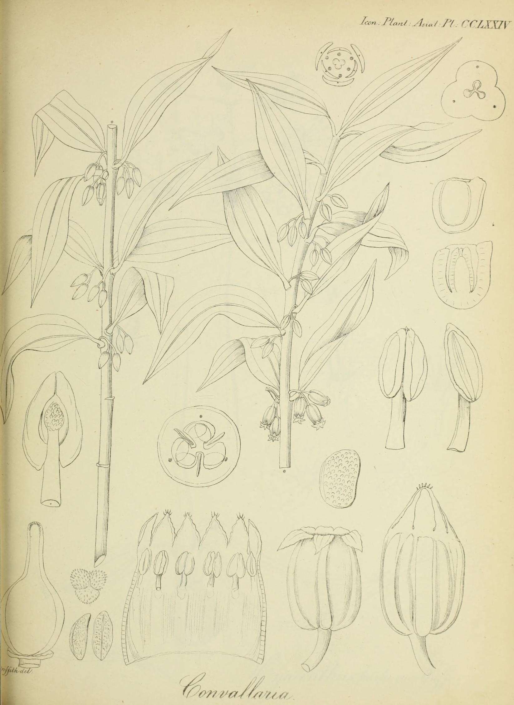 Image of convallaria