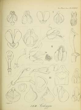 Image de Coelogyne