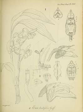 Imagem de Mycaranthes pannea (Lindl.) S. C. Chen & J. J. Wood