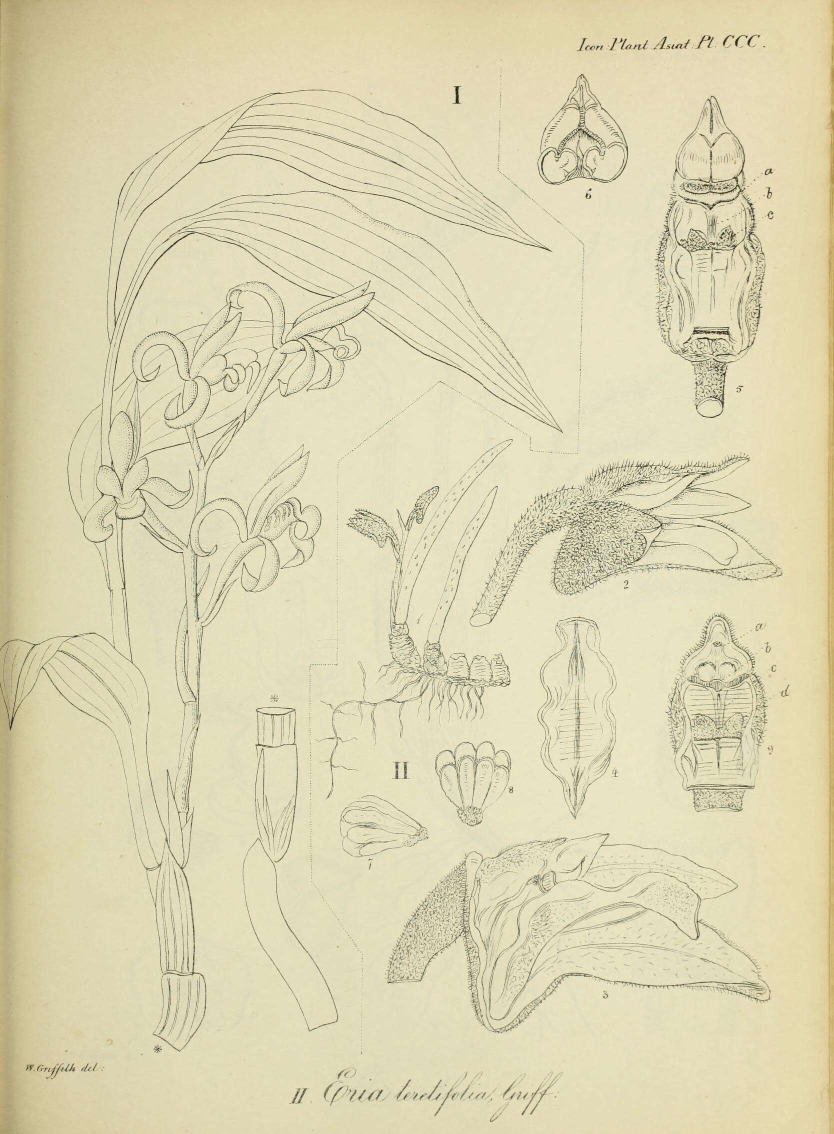 Image of Mycaranthes pannea (Lindl.) S. C. Chen & J. J. Wood