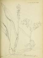 Image of Dendrobium eriiflorum Griff.