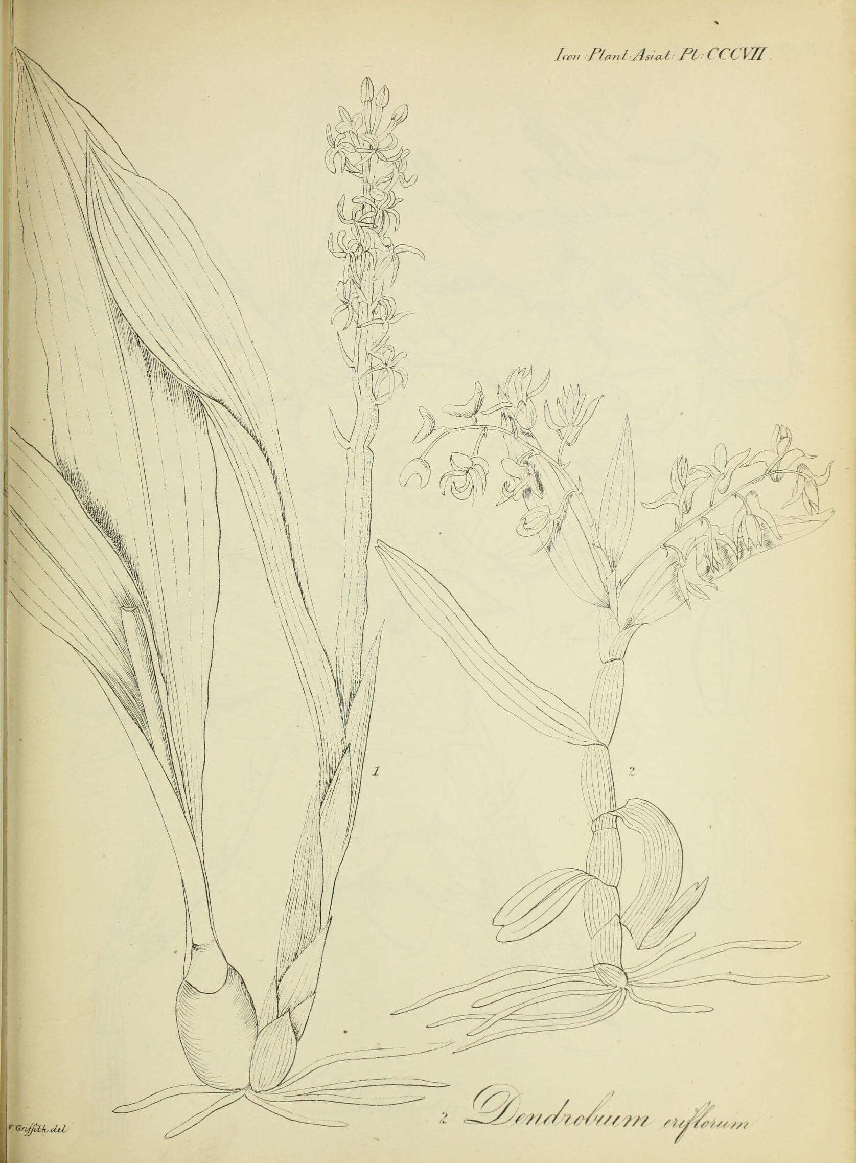 Image of Dendrobium eriiflorum Griff.