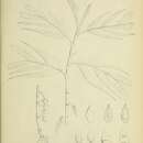 Image of Pinanga paradoxa (Griff.) Scheff.