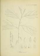 Image of Pinanga paradoxa (Griff.) Scheff.