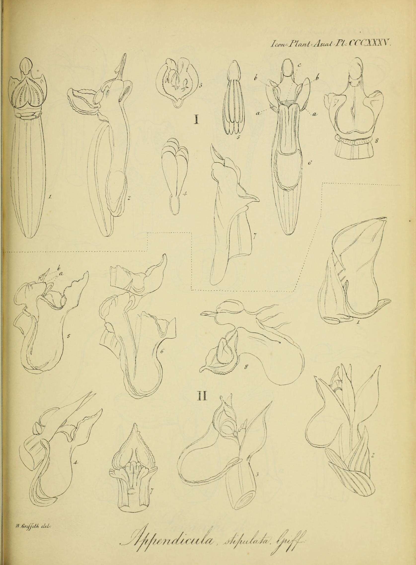 Image of Agrostophyllum stipulatum (Griff.) Schltr.