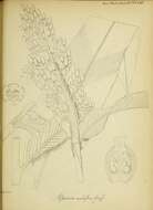 Imagem de Alpinia galanga (L.) Willd.