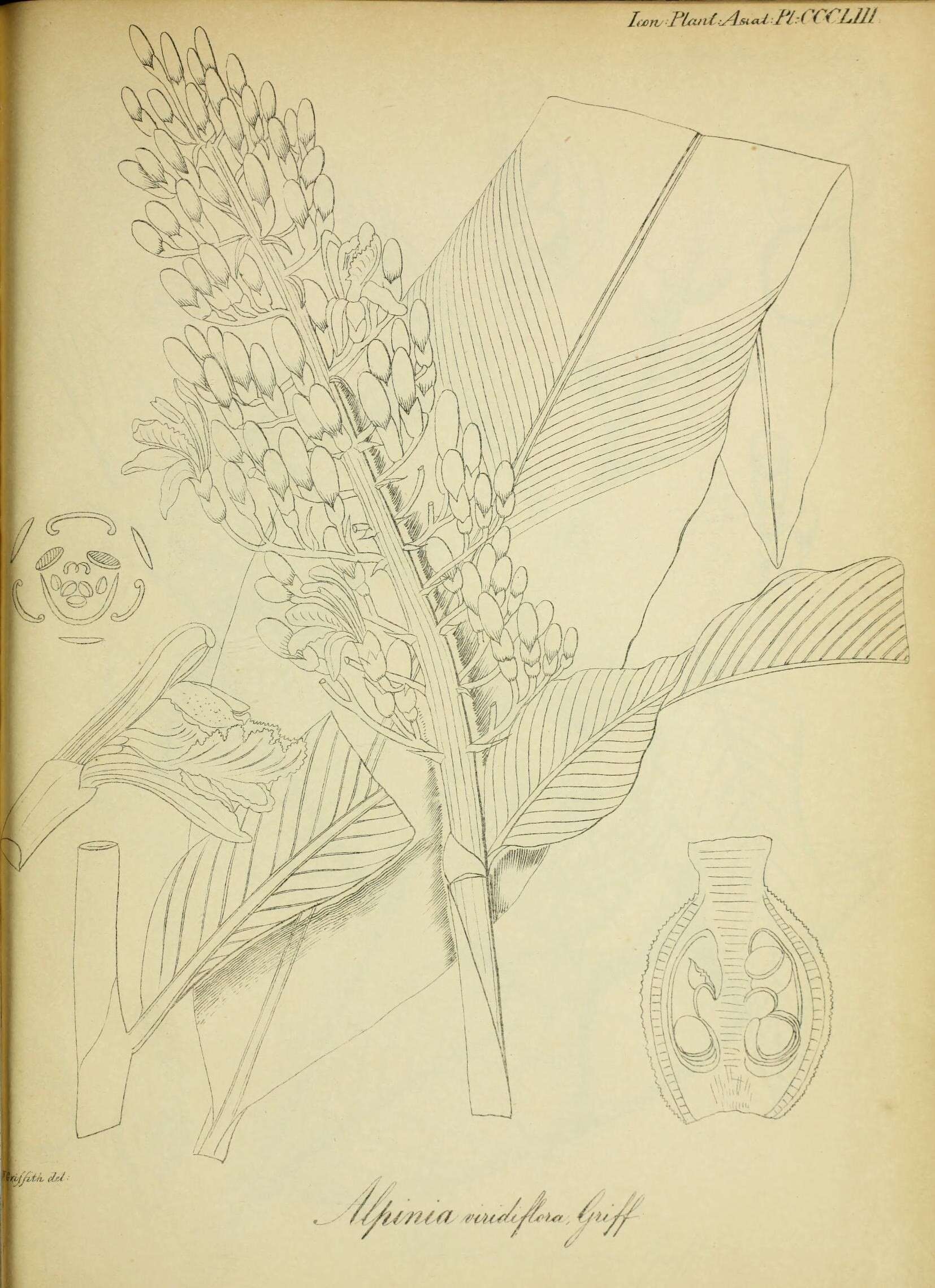 Imagem de Alpinia galanga (L.) Willd.