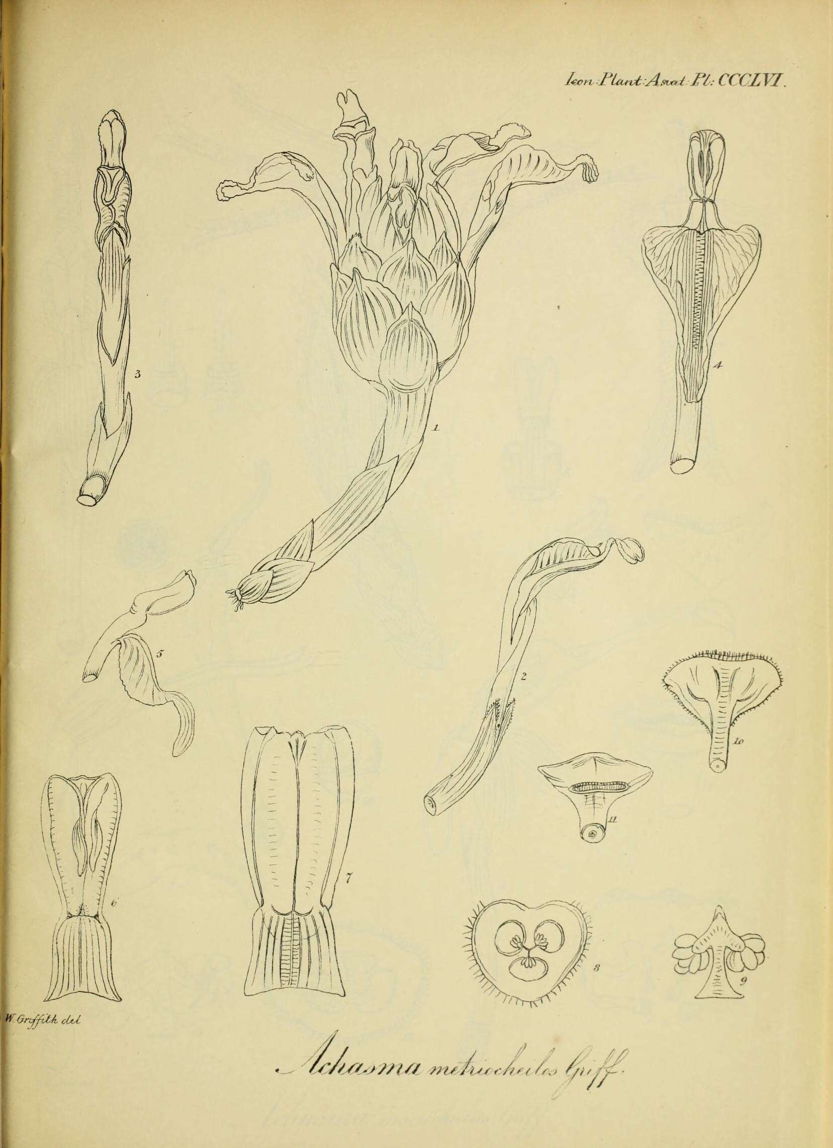 Image of Etlingera metriocheilos (Griff.) R. M. Sm.