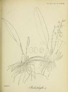 Image of bulbophyllum