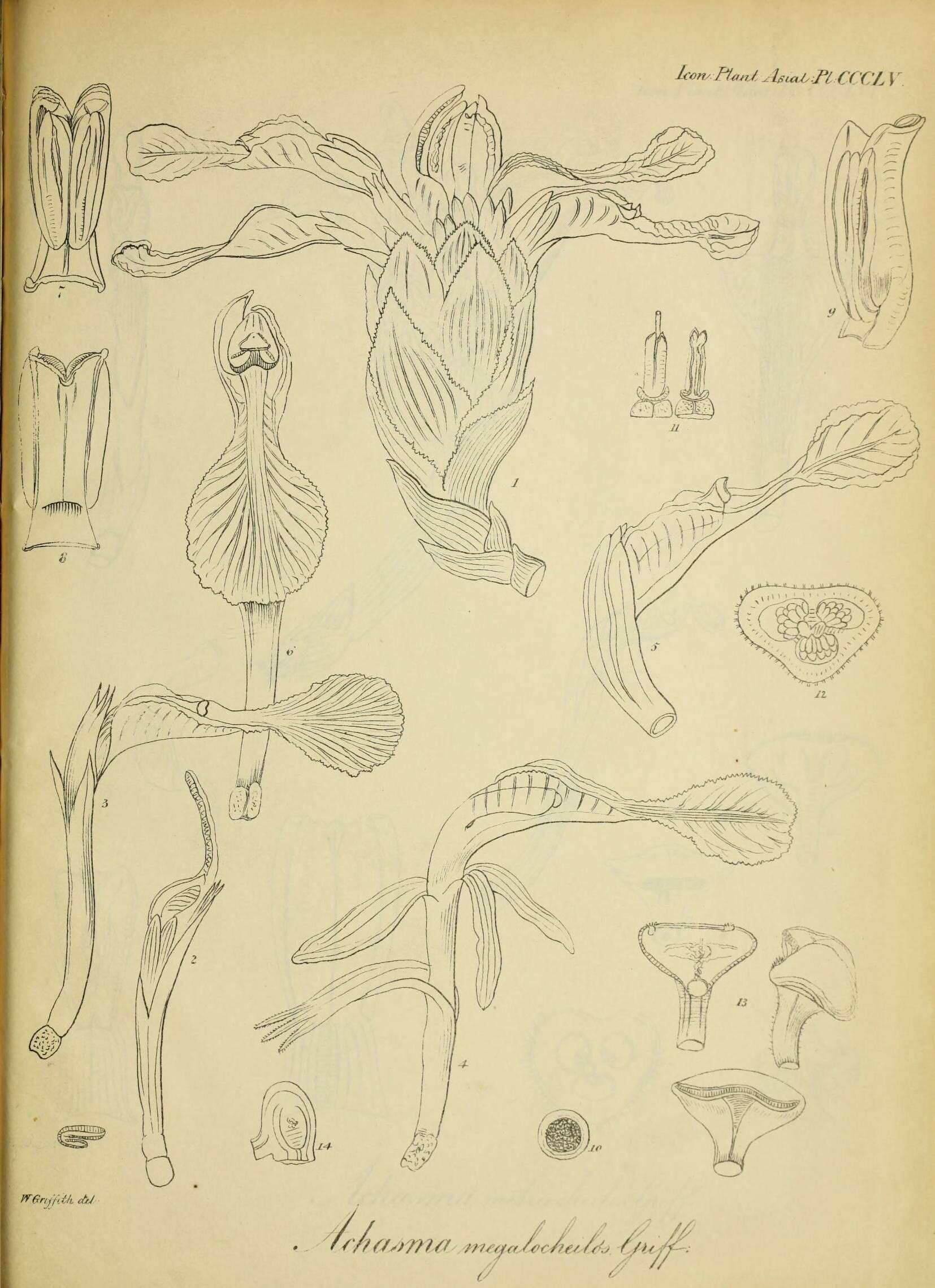 Image of Etlingera megalocheilos (Griff.) A. D. Poulsen