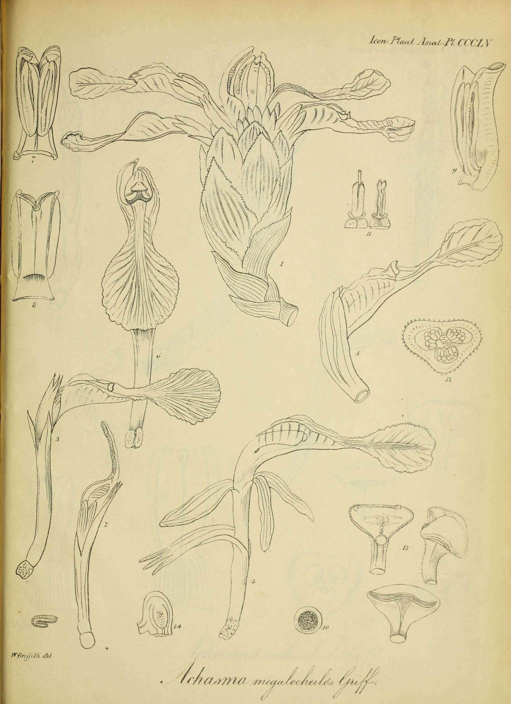 Image de Etlingera megalocheilos (Griff.) A. D. Poulsen